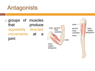 Antagonistsgroups of muscles that produce oppositelydirected movements at a joint 
