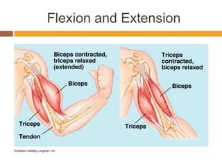 Flexion and Extension 