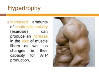 HypertrophyIncreased amounts of contractile activity (exercise) can produce an increase in the size of muscle fibers as well as changes in their capacity for ATP production. 