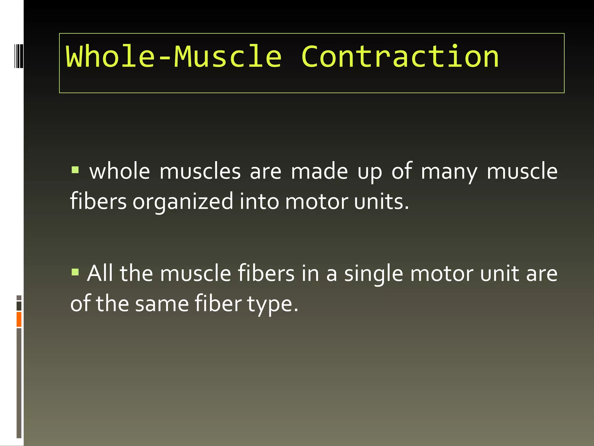 Whole-Muscle Contraction whole muscles are made up of many muscle fibers organized into motor units. All the muscle fibers in a single motor unit are of the same fiber type.