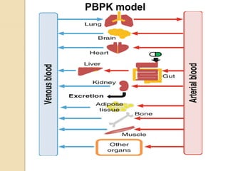 PBPK model
 