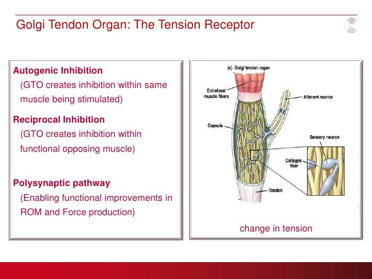 Whole Body Vibration For Health Clubs