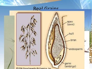 Other food rating systems ONQI (unhealthy/healthy=number)NuValAggregate Nutrient Density Index Dr. Joel FuhrmanCalcium, Carotenoids: Beta Carotene, Alpha Carotene, Lutein & Zeaxanthin, Lycopene, Fiber, Folate, Glucosinolates, Iron, Magnesium, Niacin, Selenium, Vitamin B1 (Thiamin) Vitamin B2 (Riboflavin), Vitamin B6, Vitamin B12, Vitamin C, Vitamin E, Zinc, plus ORAC score X 2 (Oxygen Radical Absorbance Capacity is a method of measuring the antioxidant or radical scavenging capacity of foods).