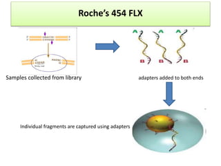 Samples collected from library adapters added to both ends
Individual fragments are captured using adapters
Roche’s 454 FLX
 