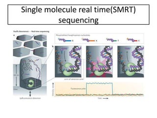 Single molecule real time(SMRT)
sequencing
 