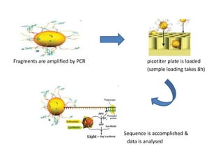 Fragments are amplified by PCR picotiter plate is loaded
(sample loading takes 8h)
Sequence is accomplished &
data is anal...
