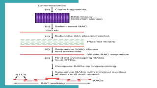 Whole genome sequence | PPTX