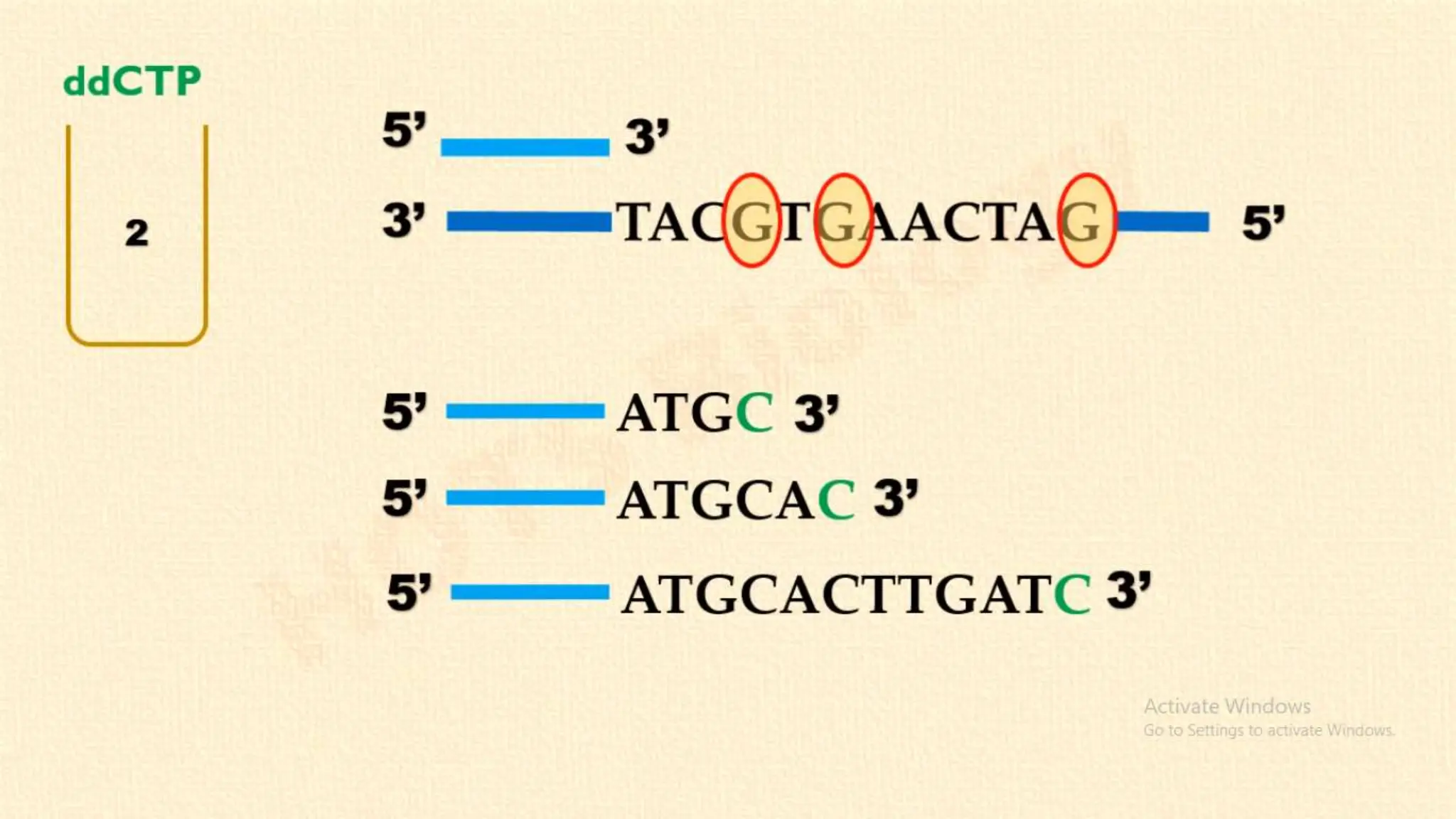 Whole Genome Sequencing .pptx