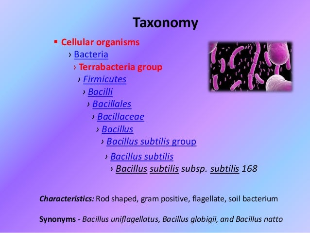 Whole genome sequencing of Bacillus subtilis a gram positive organism