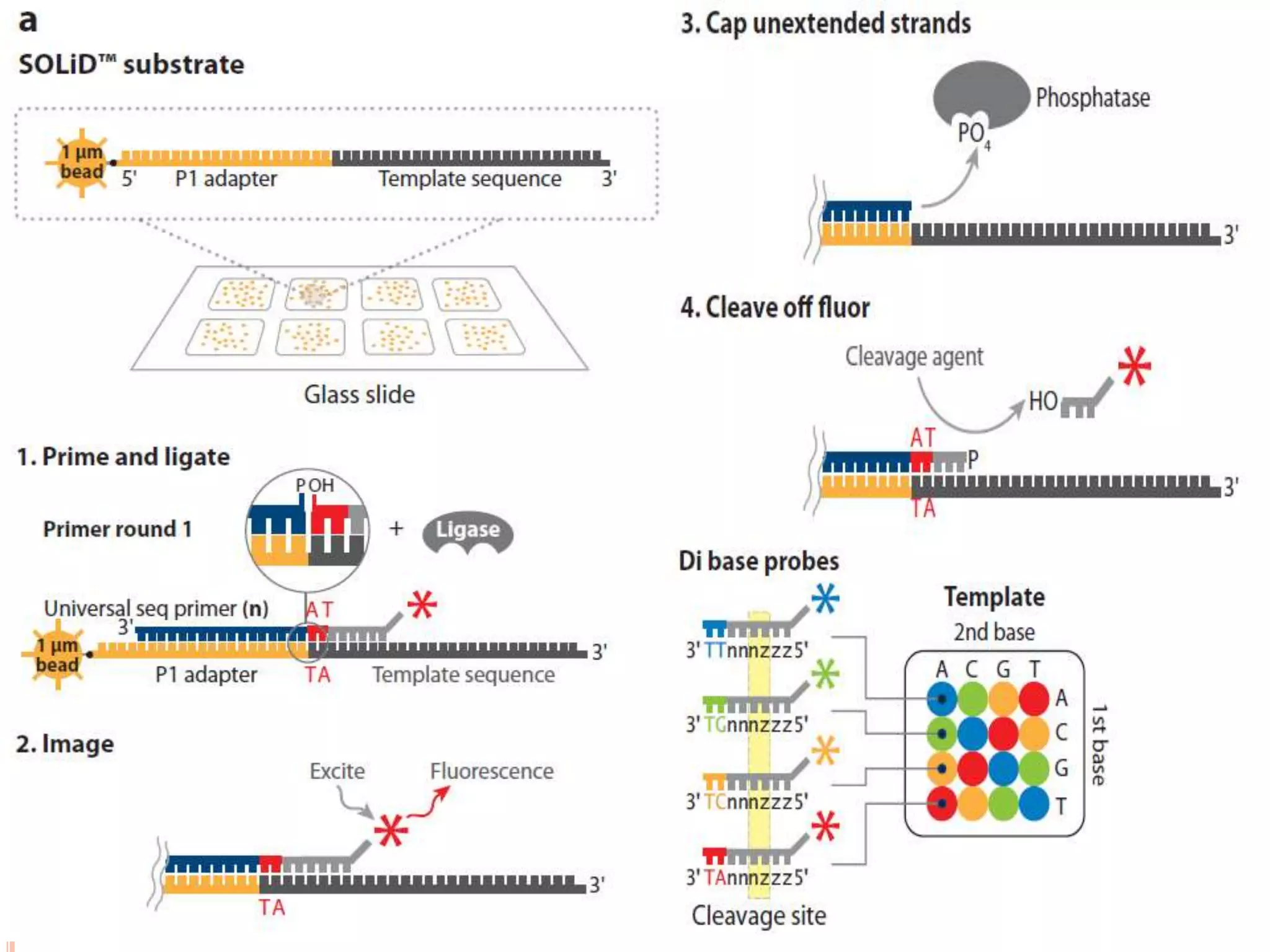 Whole genome sequencing of bacteria & analysis | PPTX