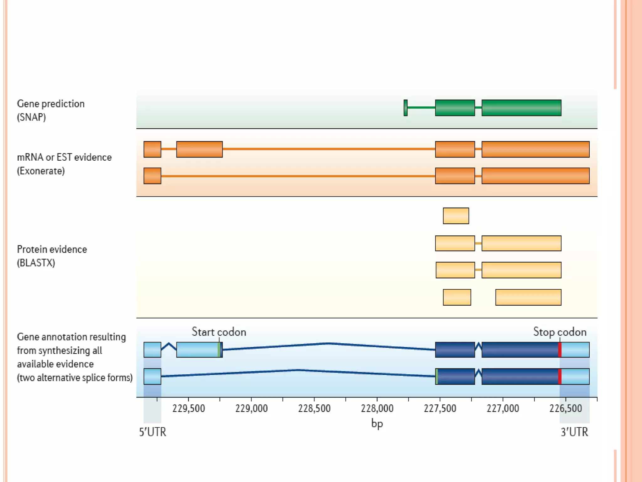 Whole genome sequencing of bacteria & analysis | PPTX | Genetics | Science