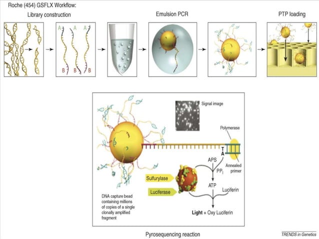 Whole genome sequencing of bacteria & analysis | PPTX | Genetics | Science