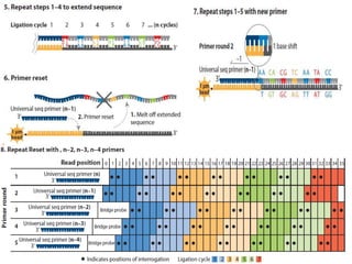 Whole genome sequencing of bacteria & analysis | PPTX