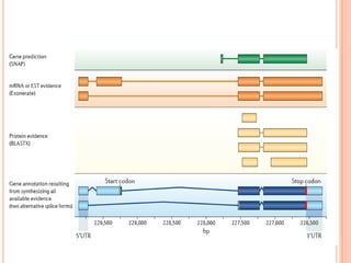 Whole genome sequencing of bacteria & analysis | PPTX
