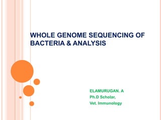 WHOLE GENOME SEQUENCING OF
BACTERIA & ANALYSIS
ELAMURUGAN. A
Ph.D Scholar,
Vet. Immunology
 