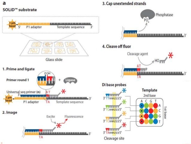 Whole genome sequencing of bacteria & analysis