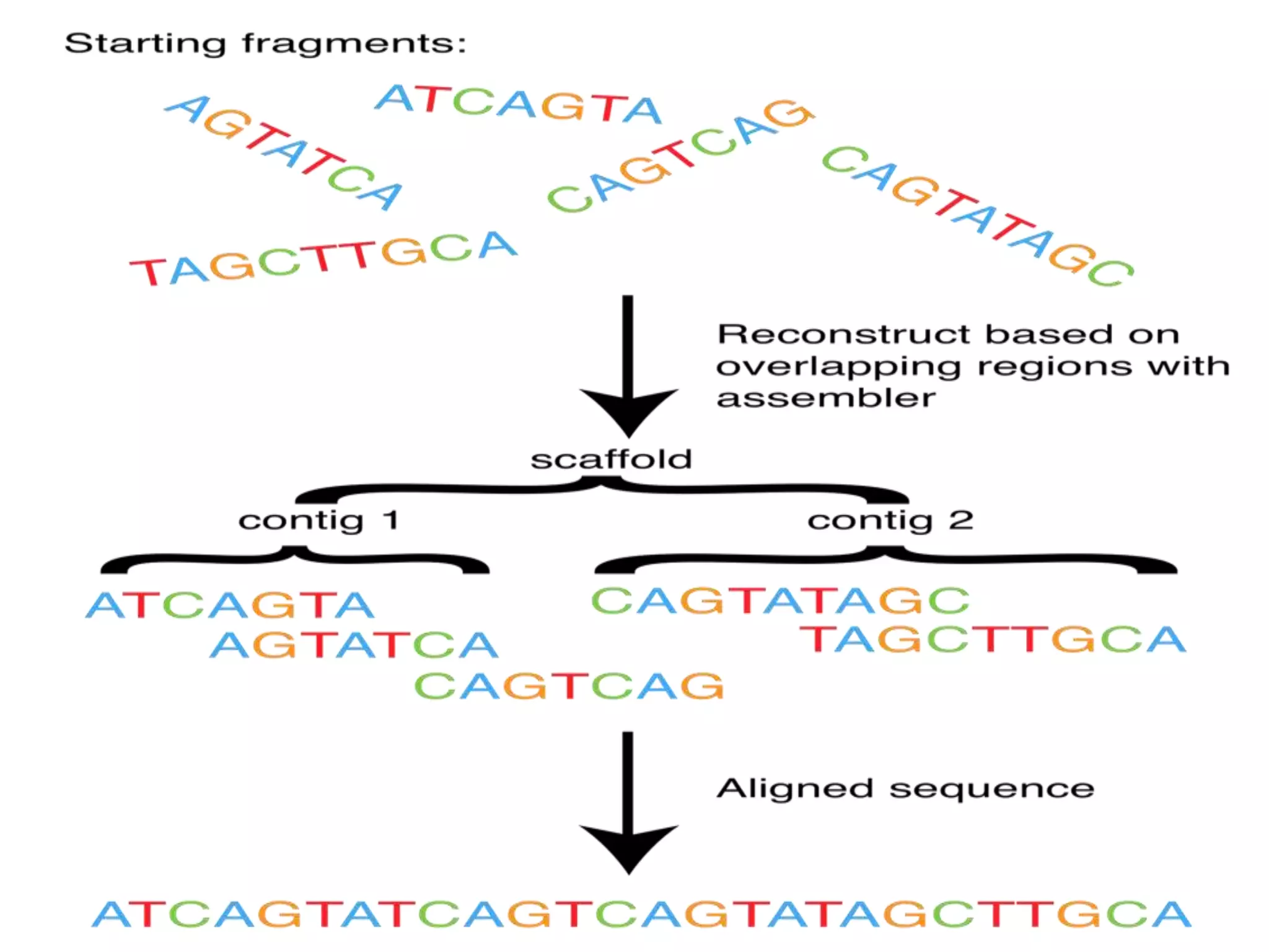 Whole Genome Shotgun Sequencing PPTX