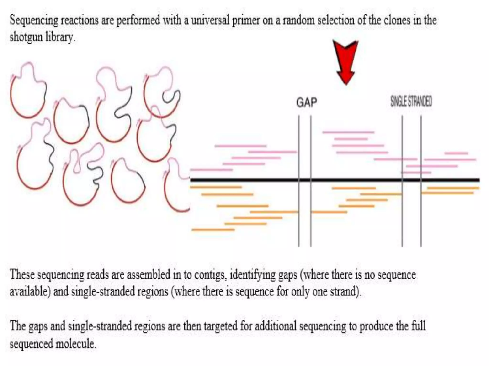Whole genome shotgun sequencing | PPTX