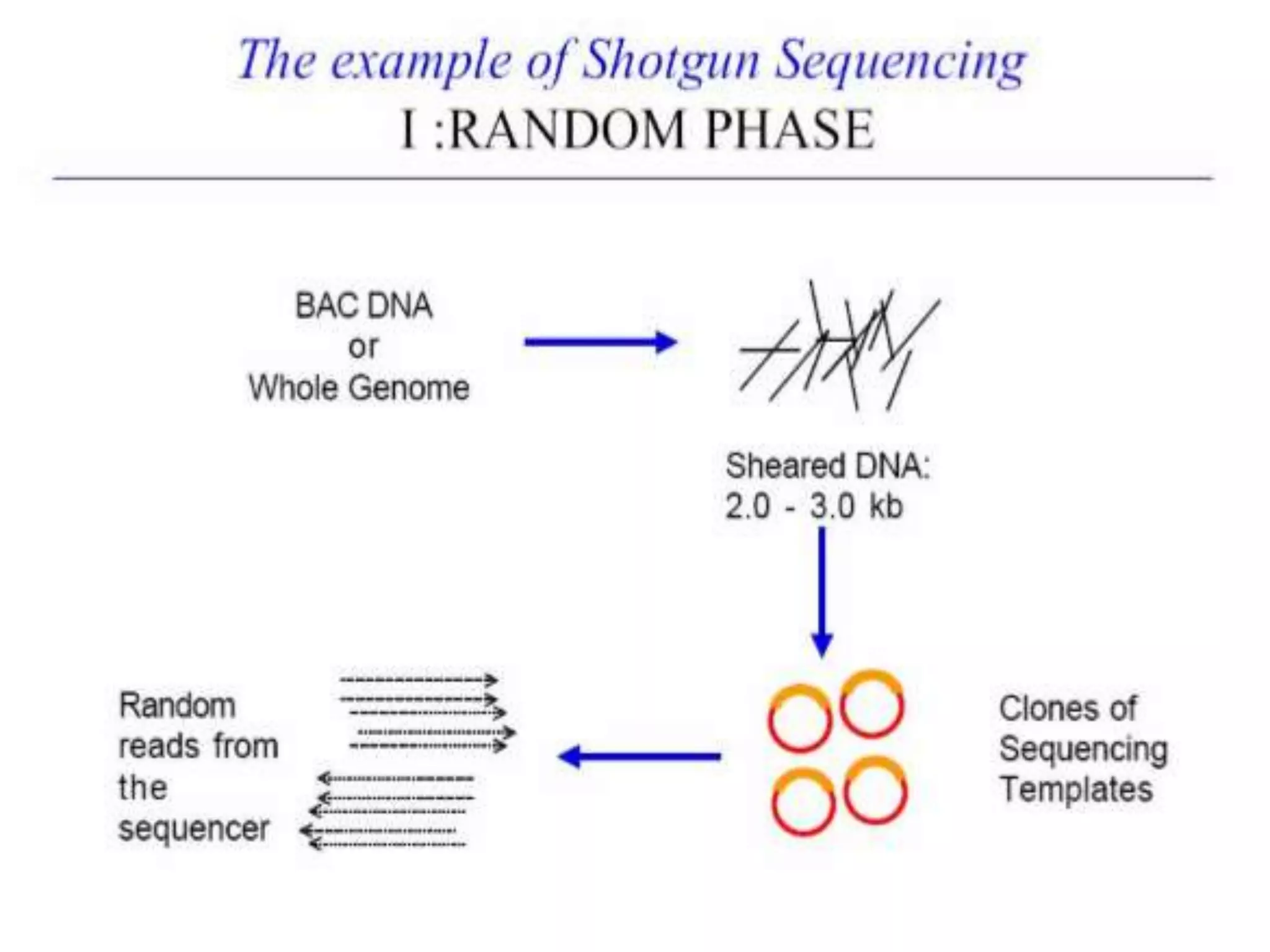 Whole Genome Shotgun Sequencing PPTX
