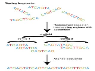 Whole genome shotgun sequencing | PPTX