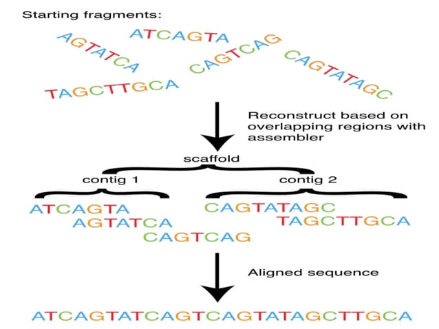 Whole genome shotgun sequencing | PPTX