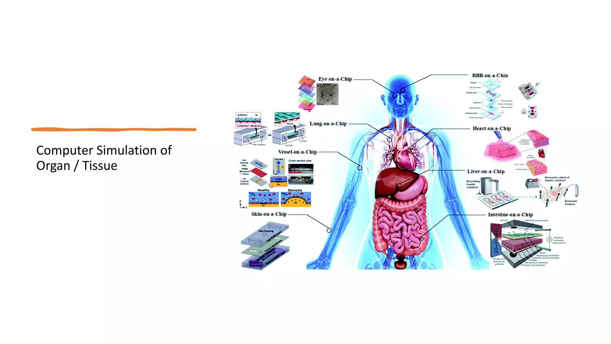 Computer Simulation of
Organ / Tissue
 