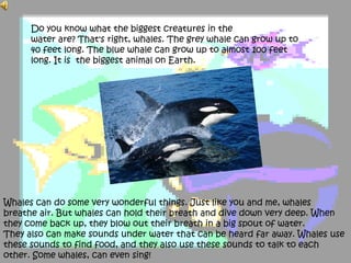 Do you know what the biggest creatures in the
water are? That's right, whales. The grey whale can grow up to
40 feet long. The blue whale can grow up to almost 100 feet
long. It is the biggest animal on Earth.
Whales can do some very wonderful things. Just like you and me, whales
breathe air. But whales can hold their breath and dive down very deep. When
they come back up, they blow out their breath in a big spout of water.
They also can make sounds under water that can be heard far away. Whales use
these sounds to find food, and they also use these sounds to talk to each
other. Some whales, can even sing!
 