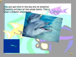 You will also find in the sea lots of dolphins!
Dolphins are part of the whale family. This is
what a dolphin sounds like.
 