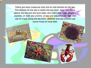 There are many creatures that live on the bottom of the sea.
The bottom of the sea is called the sea floor. Near the shore,
where the sea and the land meet, you might see crabs, lobsters,
starfish, or even sea urchins. Crabs and lobsters have legs they
use to crawl along the sea floor. Starfish and sea urchins use
funny kinds of little feet.
 