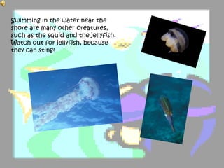Swimming in the water near the
shore are many other creatures,
such as the squid and the jellyfish.
Watch out for jellyfish, because
they can sting!
 