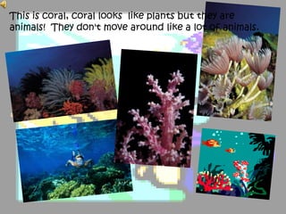 This is coral, coral looks like plants but they are
animals! They don't move around like a lot of animals.
 