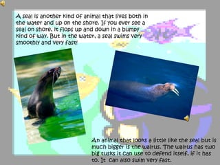 A seal is another kind of animal that lives both in
the water and up on the shore. If you ever see a
seal on shore, it flops up and down in a bumpy
kind of way. But in the water, a seal swims very
smoothly and very fast!
An animal that looks a little like the seal but is
much bigger is the walrus. The walrus has two
big tusks it can use to defend itself, if it has
to. It can also swim very fast.
 