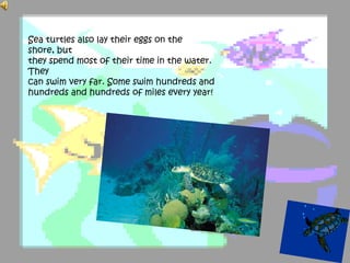 Sea turtles also lay their eggs on the
shore, but
they spend most of their time in the water.
They
can swim very far. Some swim hundreds and
hundreds and hundreds of miles every year!
 