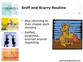Sniff and Scurry Routine Also returning to their cheese each morning Sniffed, scratched, scurried around inspecting 