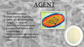 AGENT
• Bordetella pertussis
• Gram negative organism
• Small, ovoid, cocobacillus.
• Length - 0.5 microns
• Have bipolar metachromatic
granules when stained with
Toludine blue.
• Occurs in smooth and rough phases,
capsulated and non-capsulated
forms.
 