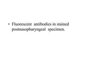 • Fluorescent antibodies in stained
postnasopharyngeal specimen.
 