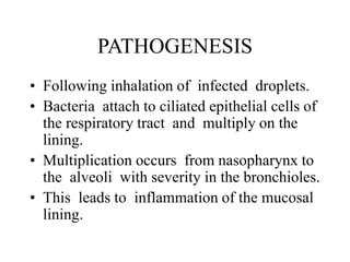 PATHOGENESIS
• Following inhalation of infected droplets.
• Bacteria attach to ciliated epithelial cells of
the respiratory tract and multiply on the
lining.
• Multiplication occurs from nasopharynx to
the alveoli with severity in the bronchioles.
• This leads to inflammation of the mucosal
lining.
 