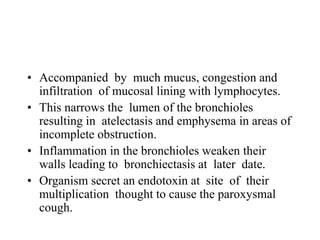 • Accompanied by much mucus, congestion and
infiltration of mucosal lining with lymphocytes.
• This narrows the lumen of the bronchioles
resulting in atelectasis and emphysema in areas of
incomplete obstruction.
• Inflammation in the bronchioles weaken their
walls leading to bronchiectasis at later date.
• Organism secret an endotoxin at site of their
multiplication thought to cause the paroxysmal
cough.
 