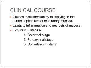CLINICAL COURSE
 Causes local infection by multiplying in the
surface epithelium of respiratory mucosa.
 Leads to inflammation and necrosis of mucosa.
 Occurs in 3 stages-
1. Catarrhal stage
2. Paroxysmal stage
3. Convalescent stage
 