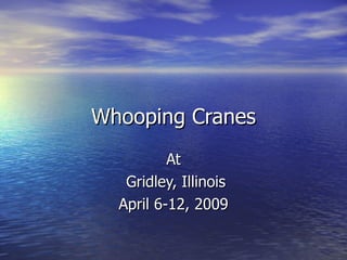 Whooping Cranes At Gridley, Illinois April 6-12, 2009 