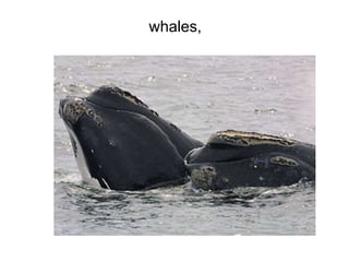 Whoreallydiscoveredamerica