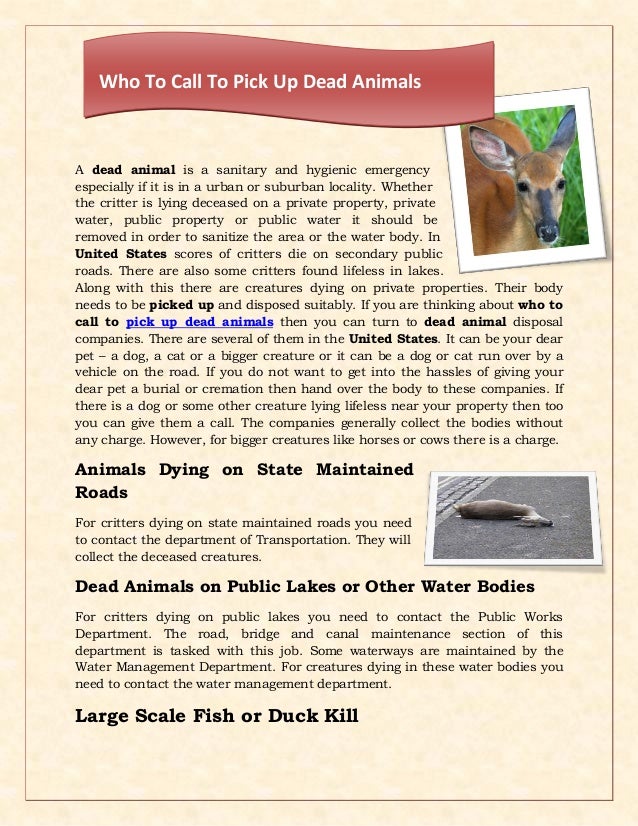 Who To Call To Pick Up Dead Animals