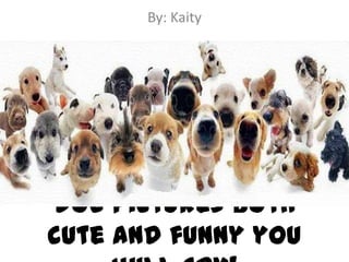 By: Kaity




Dog pictures both
cute and funny you
 