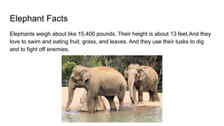 Elephant Facts
Elephants weigh about like 15,400 pounds. Their height is about 13 feet.And they
love to swim and eating fruit, grass, and leaves. And they use their tusks to dig
and to fight off enemies.
 