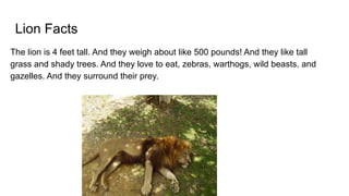 Lion Facts
The lion is 4 feet tall. And they weigh about like 500 pounds! And they like tall
grass and shady trees. And they love to eat, zebras, warthogs, wild beasts, and
gazelles. And they surround their prey.
 