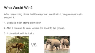Who Would Win?
After researching i think that the elephant would win. I can give reasons to
support it.
1. Because it can stomp on the lion
2. Also it can use its trunk to slam the lion into the ground.
3. It can attack with its tusks.
VS.
 