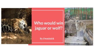 Who would win
jaguar or wolf?
By;Dominick
 