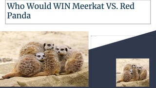 Who Would WIN Meerkat VS. Red
Panda
By:Vivian
 
