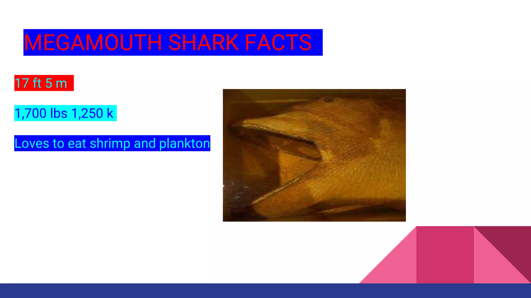 Who would win megamouth shark vs. nurse shark | PPT