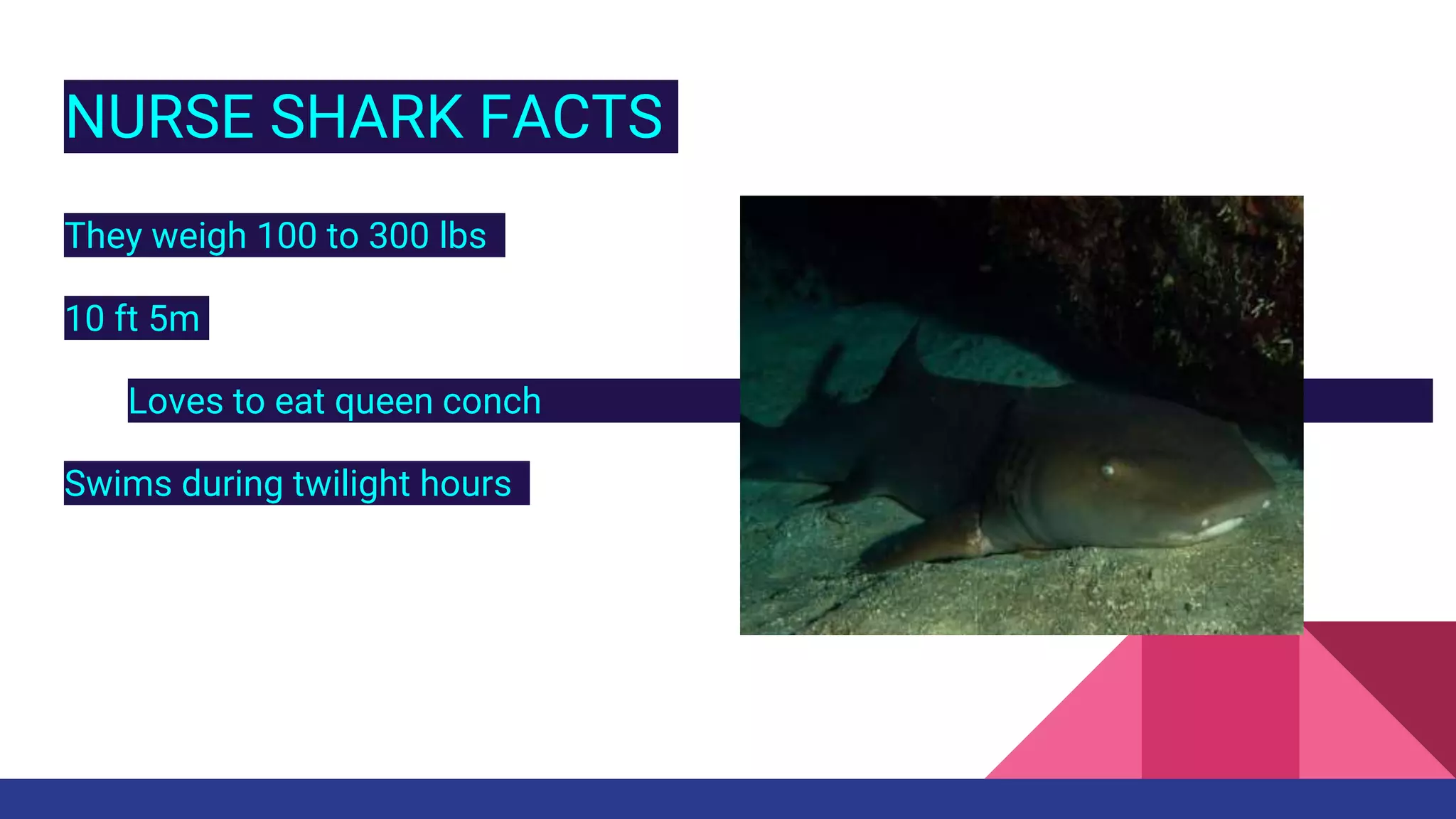 Who would win megamouth shark vs. nurse shark | PPT